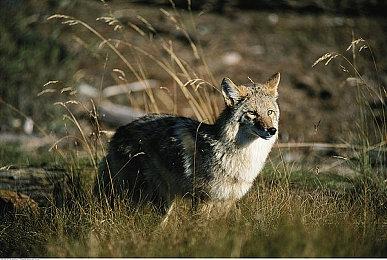 十年彩蛋！《传说之下》boss战主题曲灵感源自《女神异闻录4》