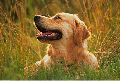 外媒发布《战神》对比视频 PC相比PS5更胜一筹